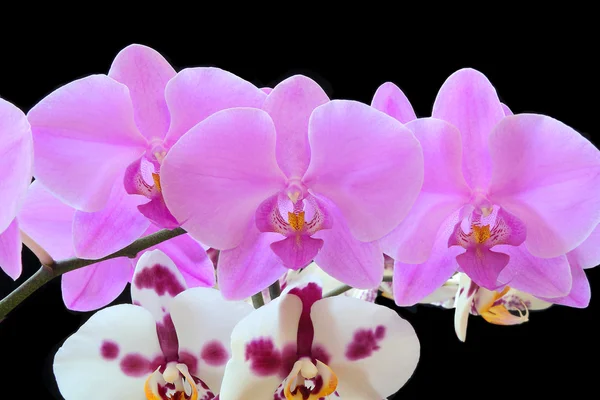 Die schöne Orchidee — Stockfoto