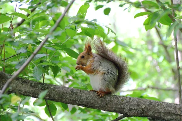 Eating squirrel on tree in park — Stock Photo, Image