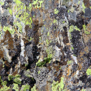 görüntü renkli doku