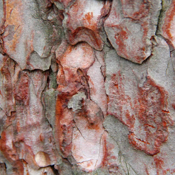 Árbol madre textura marrón —  Fotos de Stock