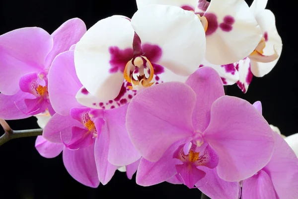 Die schöne Orchidee — Stockfoto