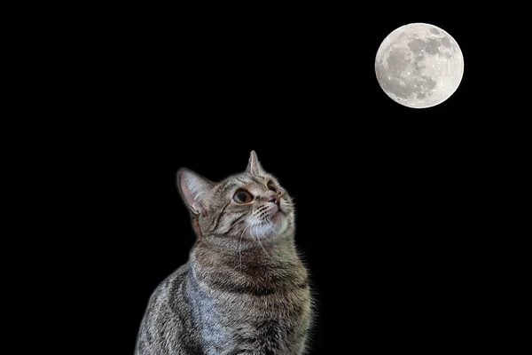 Cat looking to the Moon — Stock Photo, Image