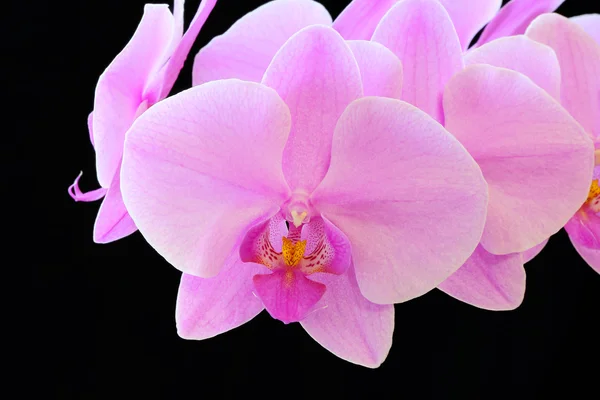 A bela orquídea — Fotografia de Stock