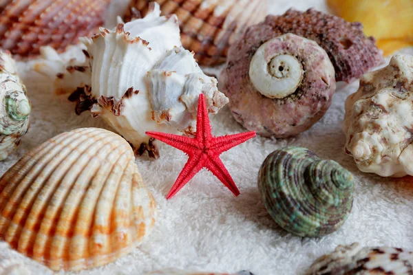Tengeri kagylókból és tengeri csillag képe — Stock Fotó