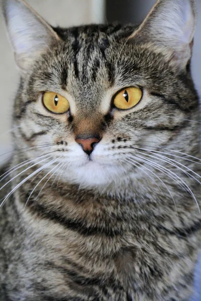Kattens stående med gula ögon — Stockfoto