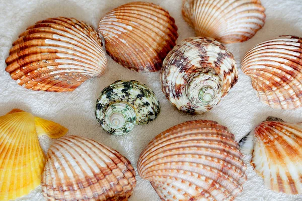 Image of seashells — Stock Photo, Image