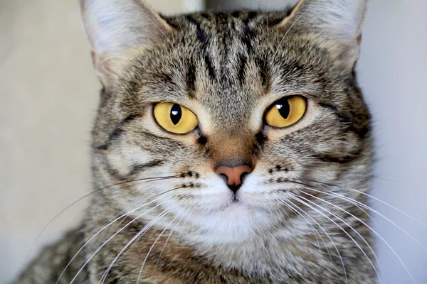 Kattens stående med gula ögon — Stockfoto