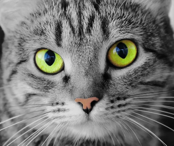 Retrato de gato com olhos amarelos — Fotografia de Stock