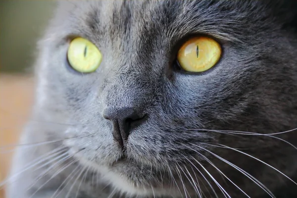 Kočičí portrét se žlutýma očima — Stock fotografie