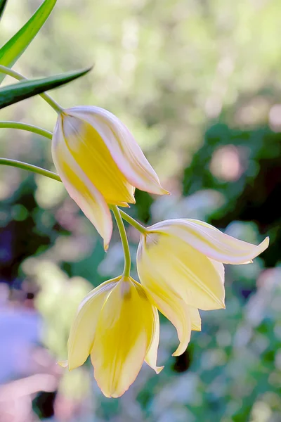 Gele tulp op groene achtergrond — Stockfoto