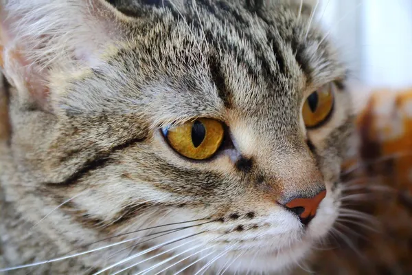 Кошачий портрет с жёлтыми глазами — стоковое фото