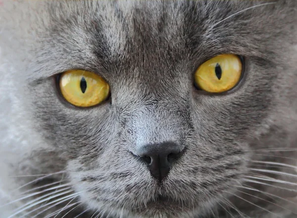Kattens stående med gula ögon — Stockfoto