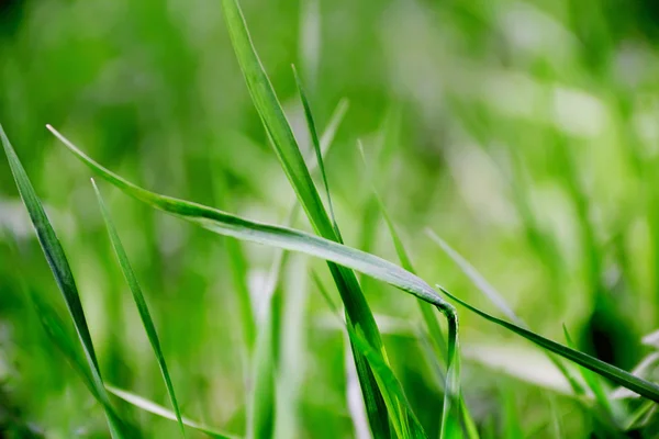 Textura de hierba verde — Foto de Stock