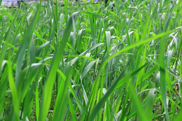 Textura de grama verde — Fotografia de Stock