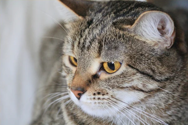 Katzenporträt mit gelben Augen — Stockfoto