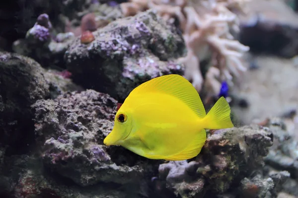 Zebrasoma peixe-tang amarelo — Fotografia de Stock