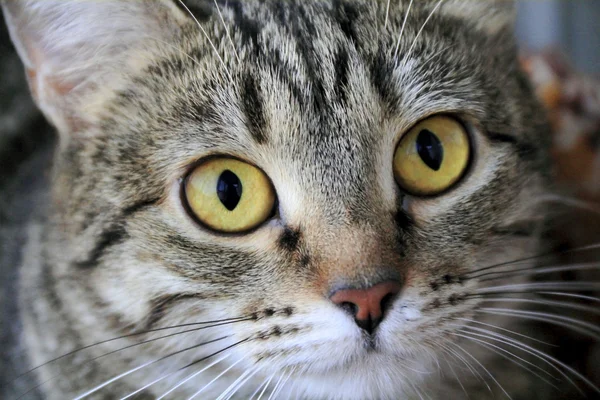 黄色の目を持つ猫の肖像画 — ストック写真