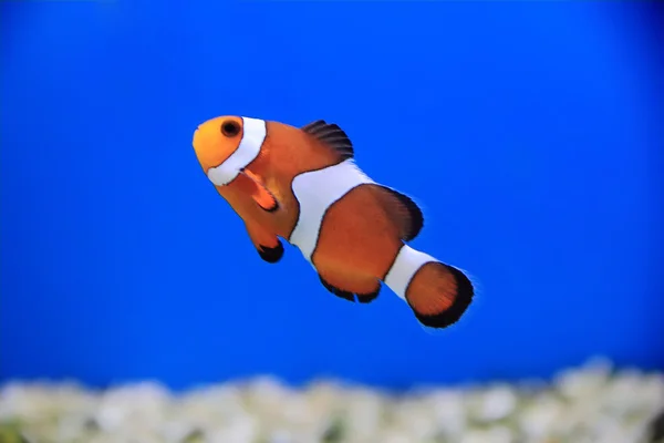 Clown fish — Stock Photo, Image