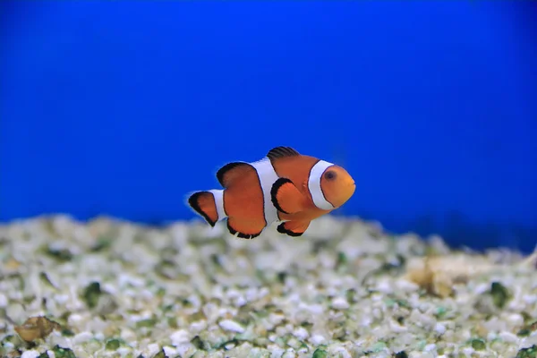 Ryba klauna — Zdjęcie stockowe