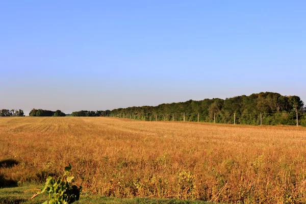 Hay, field and blu sky — Stock Photo, Image