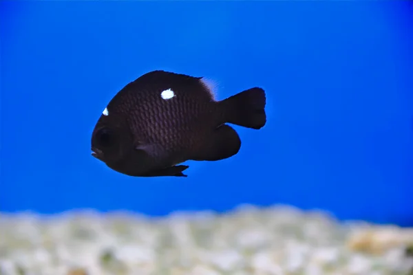 Aquarienfische — Stockfoto