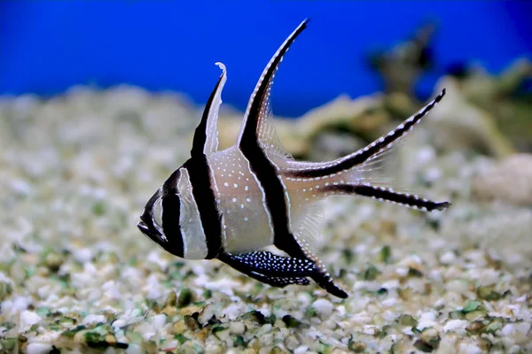 Akvarijní ryby — Stock fotografie
