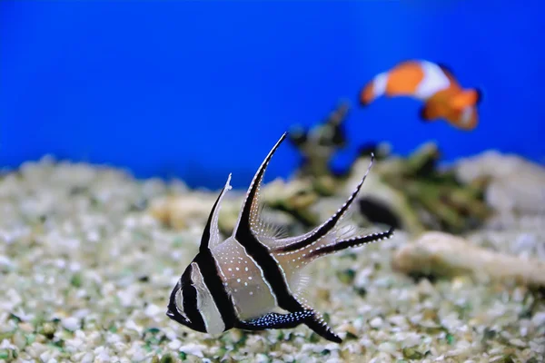 Akvarijní ryby — Stock fotografie