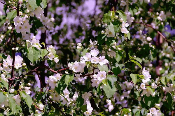 Grüner Zweig mit weißen Apfelblüten — Stockfoto