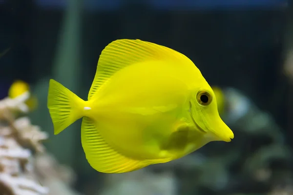 Zebrasoma peixe-tang amarelo — Fotografia de Stock