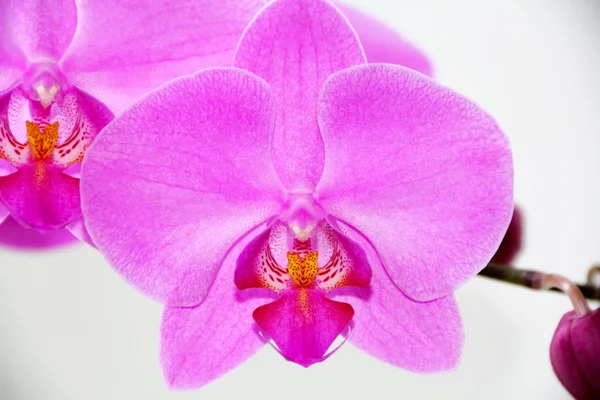 Hermosa orquídea — Foto de Stock