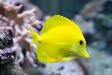Zebrasoma yellow tang fish clipart