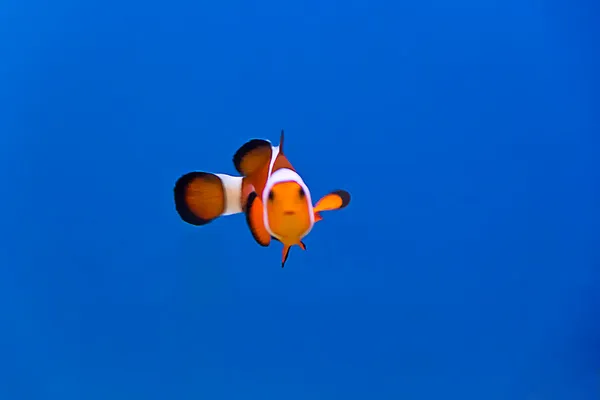 Clown fish — Stock Photo, Image