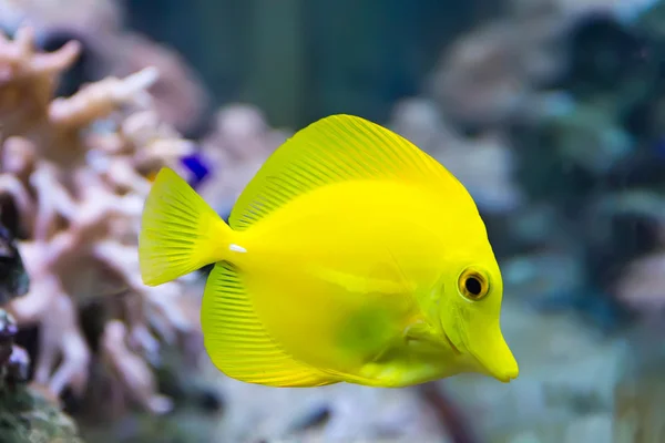 Zebrasoma peixe-tang amarelo — Fotografia de Stock