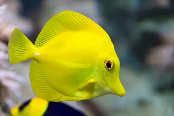 Zebrasoma sárga tang hal — Stock Fotó
