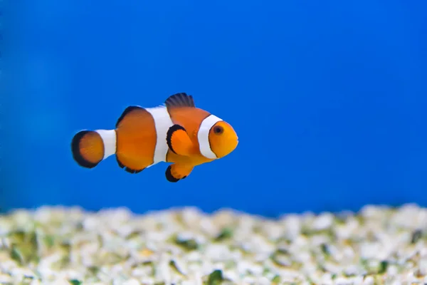 Clown fish — Stock Photo, Image