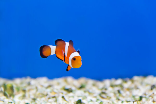 Clown fish