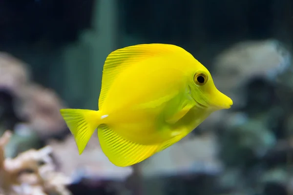 Zebrasoma peixe-tang amarelo — Fotografia de Stock