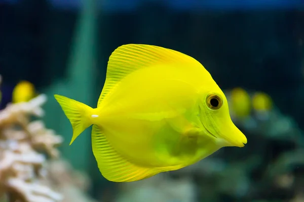 Zebrasoma peixe-tang amarelo — Fotografia de Stock