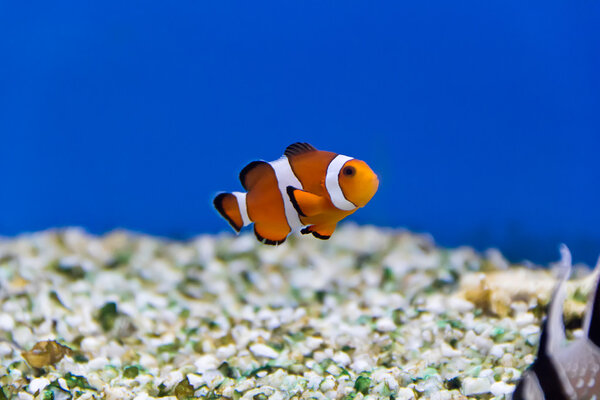 Clown fish