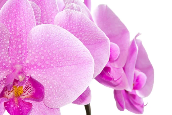 Orchidea — Foto Stock