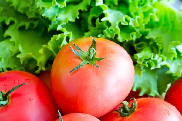 Tomaten — Stockfoto