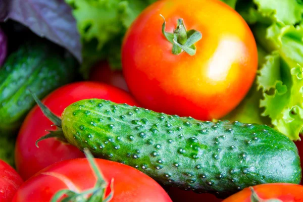 Gurken und Tomaten — Stockfoto