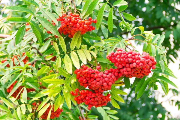 Rowanberry branch — Stock Photo, Image