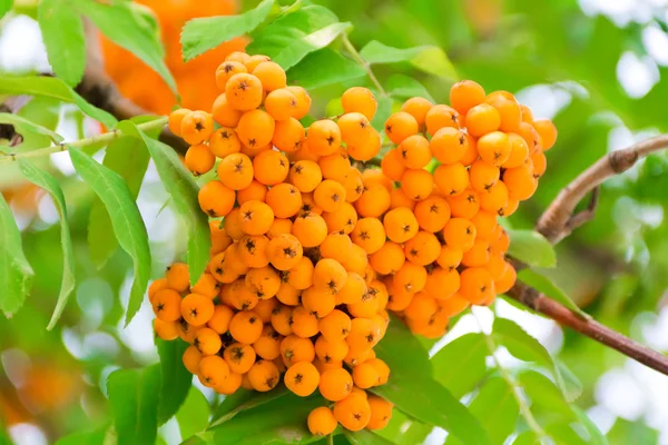 Rowanberry branch — Stock Photo, Image