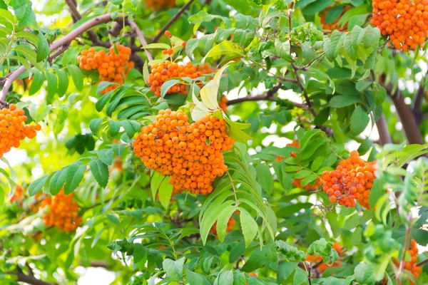 Rowanberry branch — Stock Photo, Image