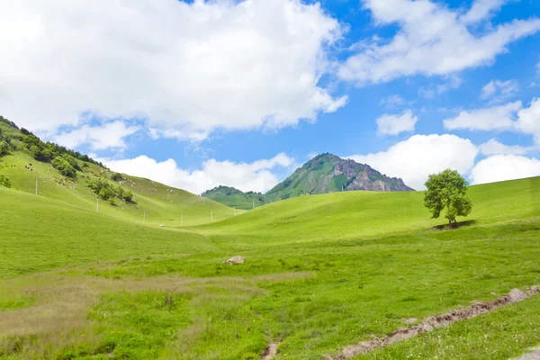 Grüner Baum — Stockfoto