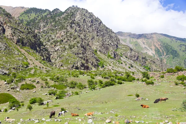 Kaukazie Gór Skalistych z krów — Zdjęcie stockowe