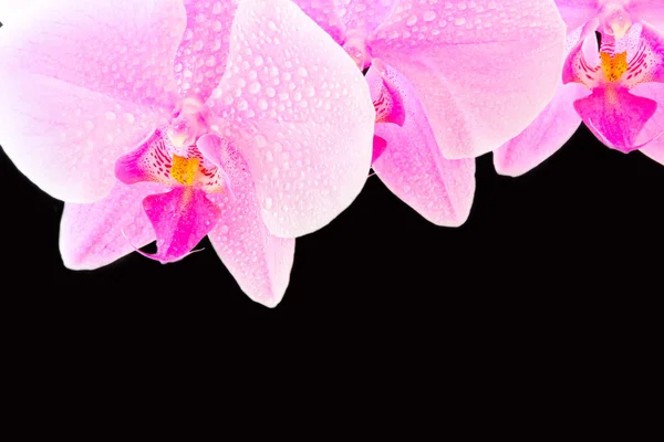 粉色兰花 — 图库照片