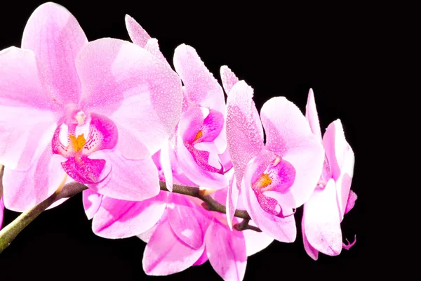 Růžová orchidej — Stock fotografie