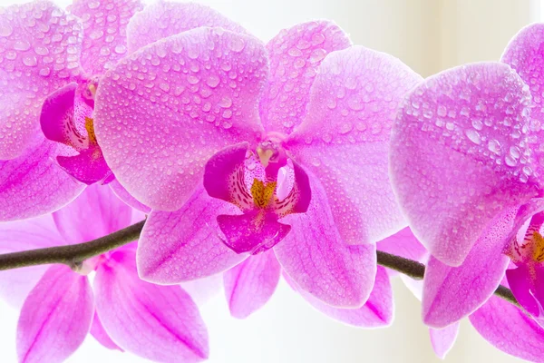 Orchidea — Foto Stock